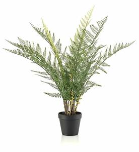 Šumska paprat UV 65 cm - 51 - 70 cm