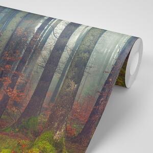 Samoljepljiva fototapeta tajna šume
