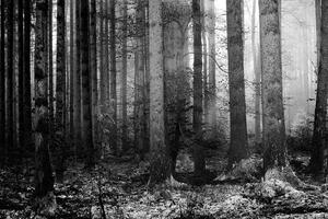 Fototapeta crno-bijeli tajna šume