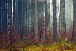 Fototapeta tajna šume