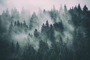Fototapeta šuma u magli