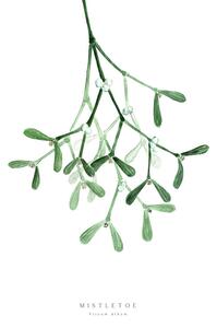 Ilustracija Watercolor mistletoe illustration, Blursbyai