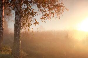 Fototapeta maglovita jesenja šuma