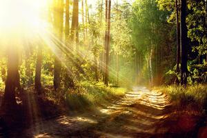 Fototapeta sunčeve zrake u šumi