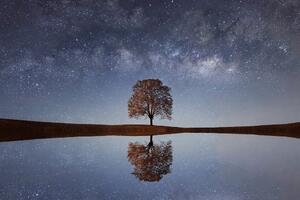 Fototapeta zvjezdano nebo iznad usamljenog stabla