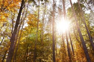 Fototapeta šuma u jesenjim bojama