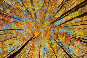 Fototapeta jesenje krošnje stabala