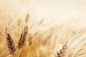 Fototapeta pšenično polje