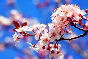 Fototapeta cvijet trešnje