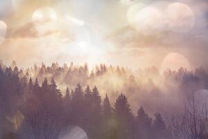 Fototapeta magla iznad šume