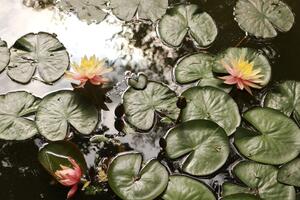 Samoljepljiva fototapeta lotosov cvijet u vrtu