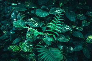 Fototapeta svježi tropski listovi