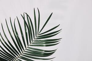 Samoljepljiva fototapeta divni palmin list