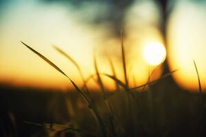 Fototapeta sunce u zalasku u travi