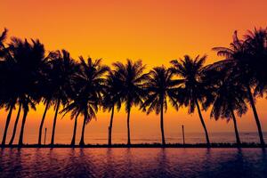 Tapeta zalazak sunca iznad palmi