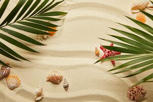 Fototapeta školjke ispod palminog lišća