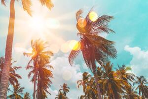 Tapeta sunčeve zrake iznad palmi