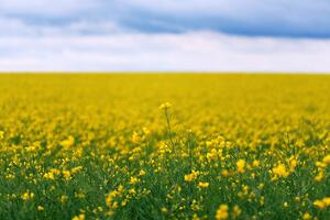 Fototapeta žuto rascvjetano polje