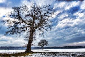 Samoljepljiva fototapeta stabla zimi