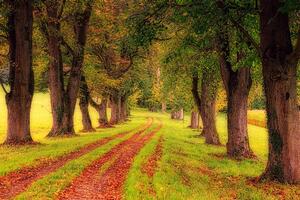 Fototapeta put u jesenjoj šumi