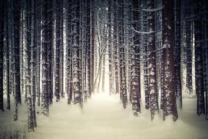 Fototapeta šuma obavijena snijegom