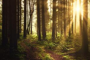 Fototapeta šuma obasjana suncem