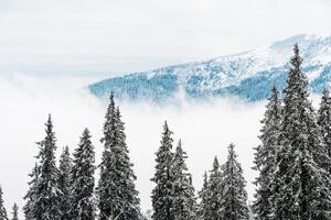 Fototapeta borovi pod snijegom