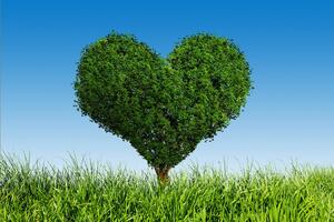 Tapeta stablo u obliku srca