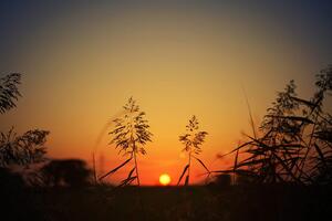 Fototapeta vlati trave pri zalasku sunca