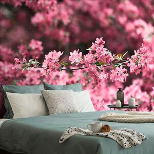 Fototapeta detaljno cvjetovi trešnje