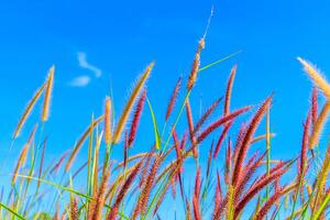 Fototapeta divlja trava ispod neba