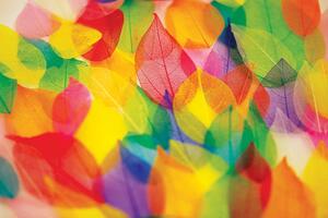 Tapeta listovi u jesenjim bojama