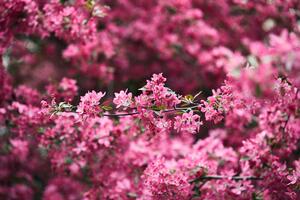 Fototapeta detaljno cvjetovi trešnje