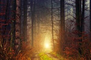 Fototapeta svjetlo u šumi