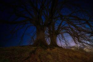 Tapeta stabla u noćnom krajoliku
