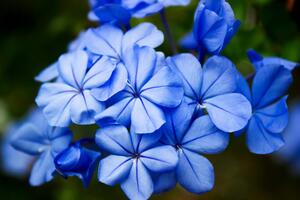 Fototapeta divlje plavo cvijeće