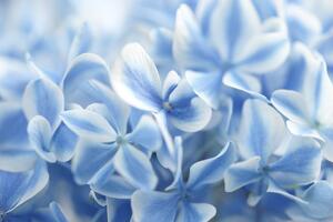 Fototapeta nebeski cvjetovi hortenzije