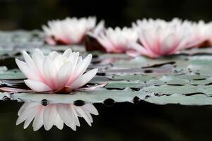Fototapeta lotosov cvijet