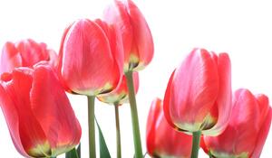 Fototapeta crveni poljski tulipani