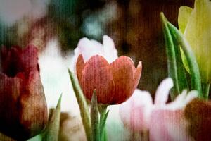 Tapeta livada tulipana u retro stilu