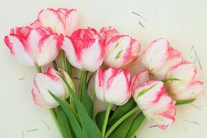 Fototapeta proljetni tulipani