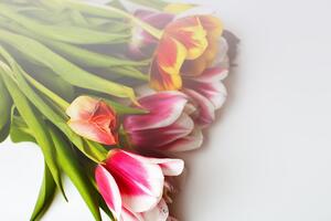 Fototapeta buket tulipana