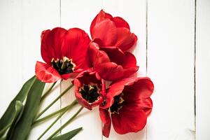 Fototapeta rascvjetani crveni tulipani