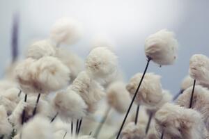 Fototapeta arktički cvjetovi pamuka