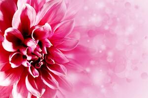 Tapeta ružičasti cvijet
