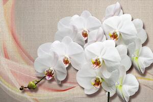 Tapeta bijela orhideja na platnu