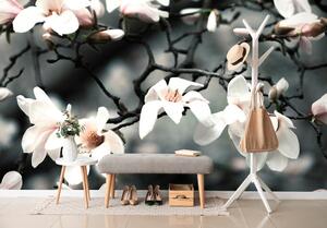 Fototapeta magnolija koja se budi