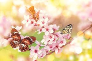 Tapeta proljetno cvijeće s egzotičnim leptirima