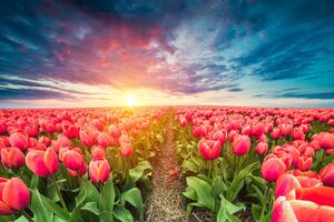 Tapeta izlazak sunca iznad livade s tulipanima