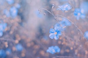 Fototapeta plavo cvijeće na vintage pozadini